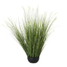 Large Onion Grass Plant In Pot